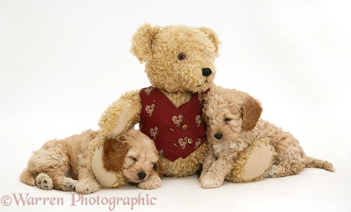 Sleepy American Cockapoo puppies with a teddy bear, white background
