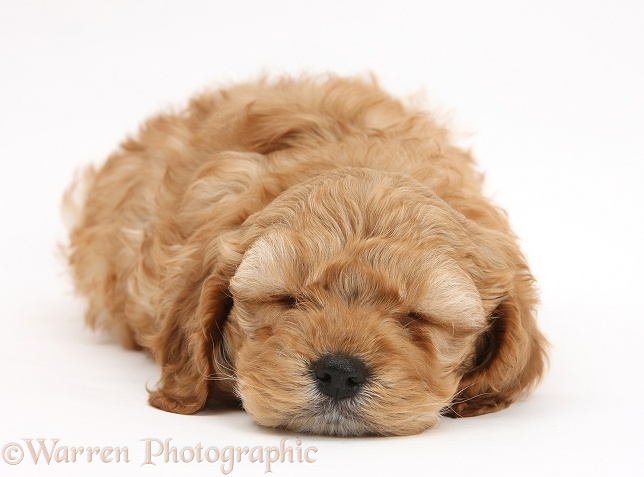 Sleepy golden Cockapoo pup, white background