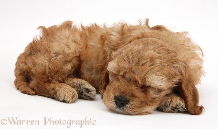 Sleepy golden Cockapoo pup, white background