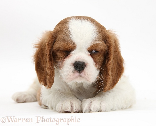 Sleepy Blenheim Cavalier King Charles Spaniel pup, white background