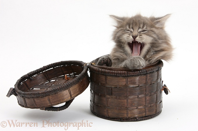 Maine Coon kitten, 7 weeks old, yawning in a basket, white background