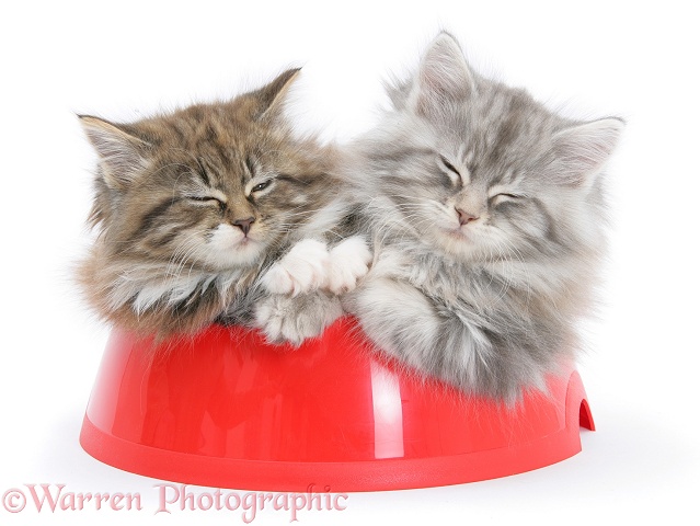 Maine Coon kittens, 8 weeks old, sleeping in a plastic food bowl, white background