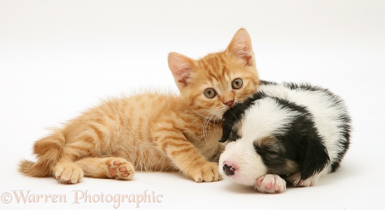 British shorthair red spotted kitten with sleepy tricolour Border Collie pup, both 5 weeks old, white background