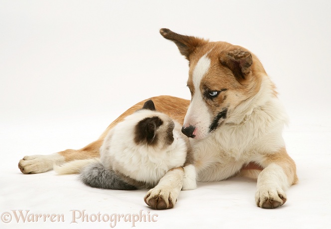 Bicolour colourpoint cat with red merle Border Collie, Zebedee, white background