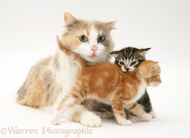 Mother cat and kittens, white background