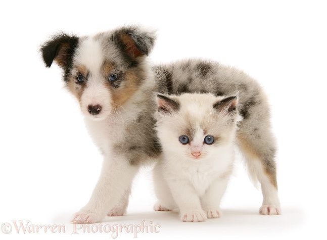 Birman-cross kitten and tricolour merle Shetland Sheepdog pup, white background