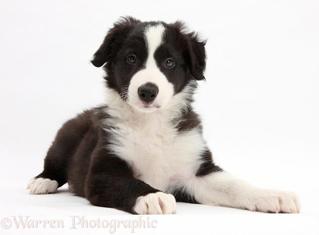 Black-and-white Border Collie pup, Gus, lying with head up, white background