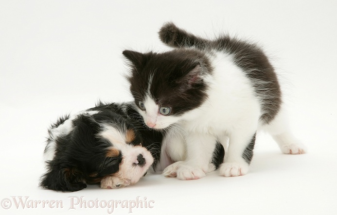 Black-and-white kitten and sleeping Cavalier King Charles Spaniel pup, white background