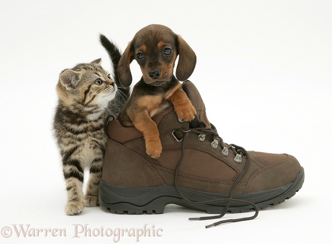 Tabby British Shorthair kitten with miniature smooth-haired Dachshund pup in a walking boot, white background