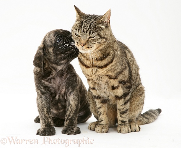 Brindle English Mastiff pup with tabby cat, white background
