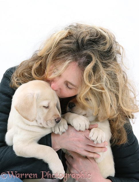 Miriam with two Yellow Labrador pups, 8 weeks old, white background
