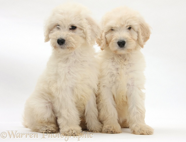 Labradoodle pups, 9 weeks old, white background