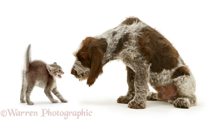 puppies and kittens fighting. WP23187 Alarmed kitten with