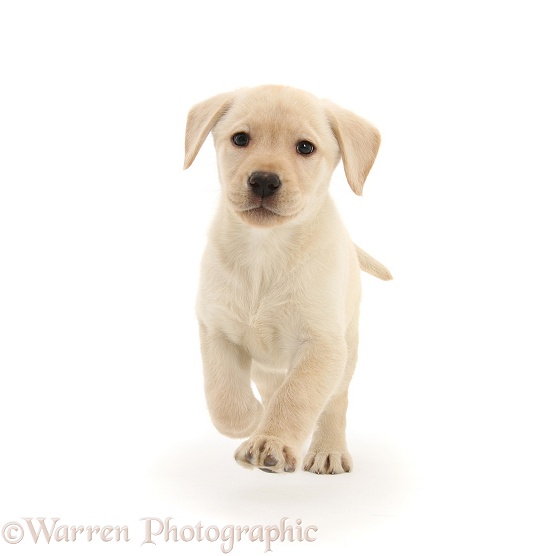Yellow Labrador Retriever pup, 8 weeks old, running forward, white background