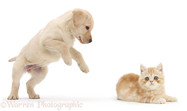 Yellow Labrador Retriever pup, 8 weeks old, pouncing on unsuspecting ginger kitten, white background