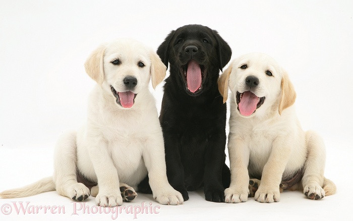 Yellow and black Goldador Retriever puppies, white background