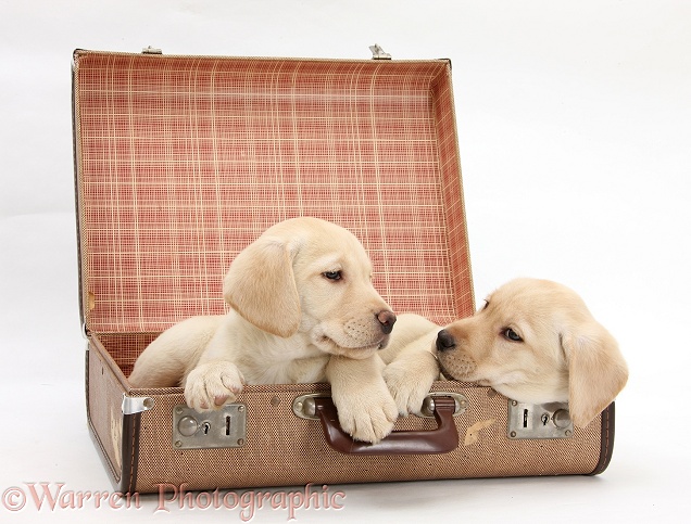 Yellow Labrador Retriever pups, 8 weeks old, in a suitcase, ready to go on holiday, white background