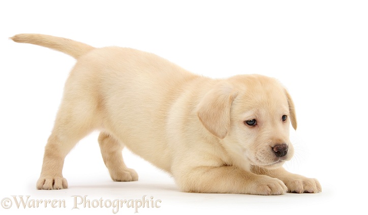 Yellow Labrador Retriever puppy, 7 weeks old, in play-bow, white background