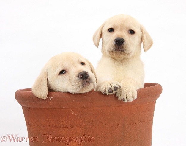 Yellow Labrador Retriever puppies, 7 weeks old, in a flowerpot, white background