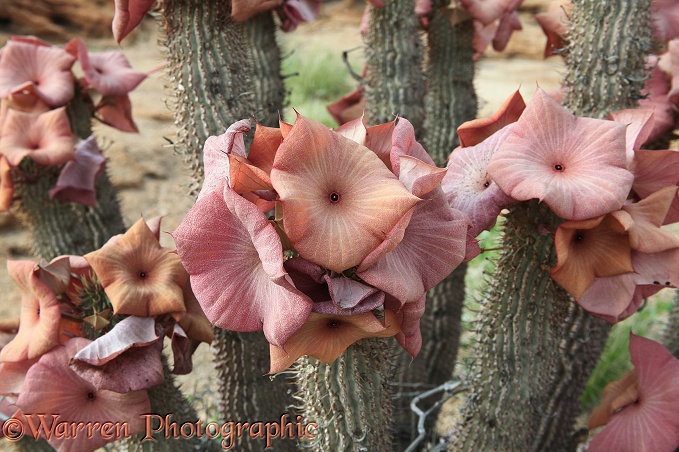 Namib Hoodia (Hoodia gordonii) in flower