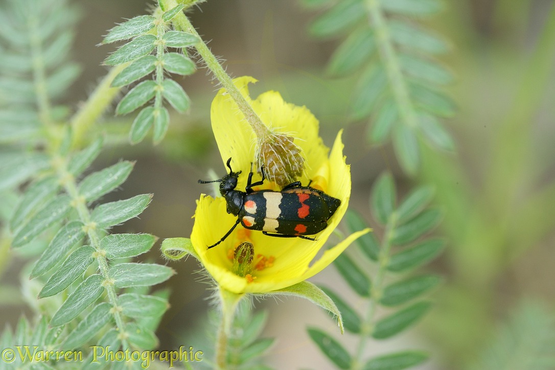 Blister Beetle (Mylabris species) eating the flower of Devil's Thorn.  Southern Africa