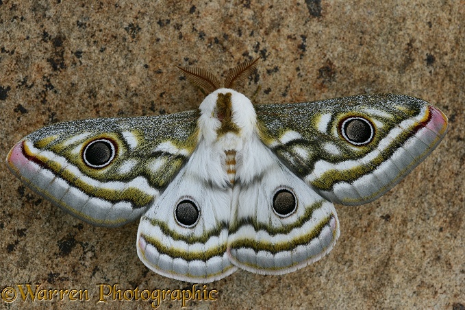 Emperor moth (Gonimbrasia species).  Namibia