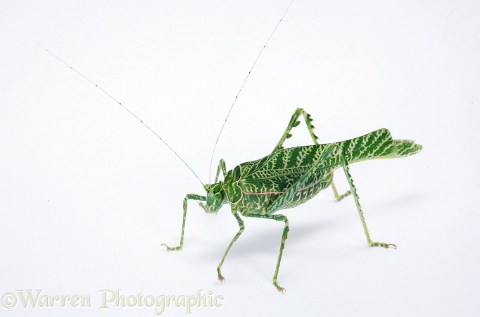 Acacia Katydid (Terpnistria zebrata).  Southern Africa, white background