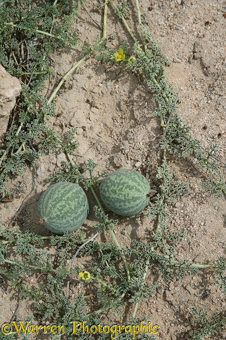 Wild melon (Citrullus lanatus) in the northern Namib Desert