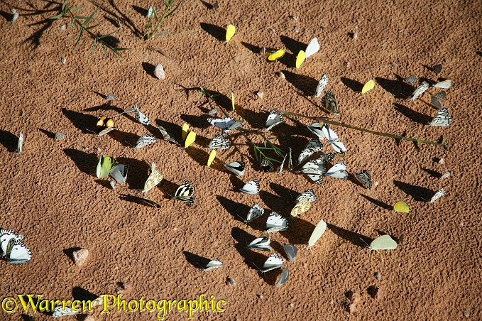 Butterflies of various species sucking mineral-rich moisture from damp earth, Namibia