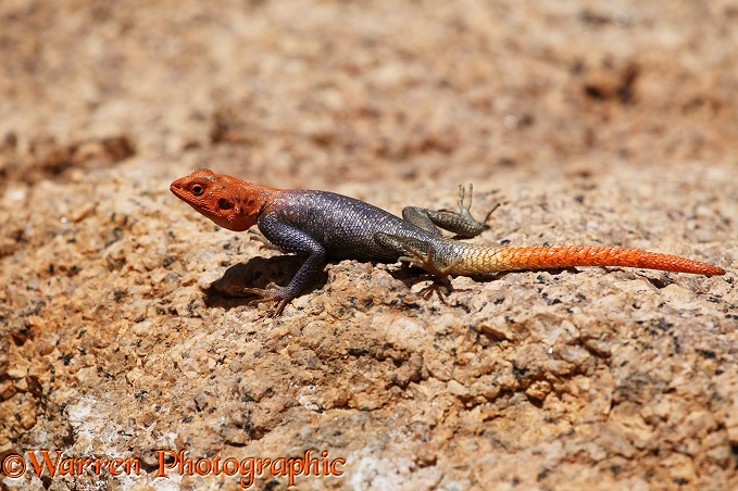 Namibian Rock Agama (Agama planiceps) male.  Southern Africa
