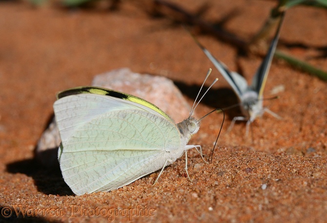 Butterfly (Catopsilia species) sucking minerals from damp earth