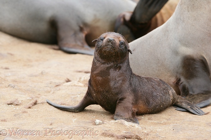 Cape Fur Seal (Arctocephalus pusillus) pup