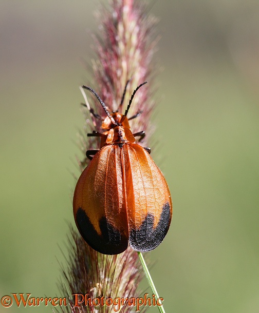 Net-winged Beetle (Lycus species) mating pair