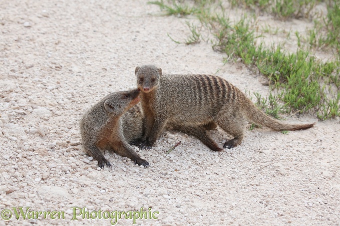 Banded Mongoose (Mungos mungo).  Africa