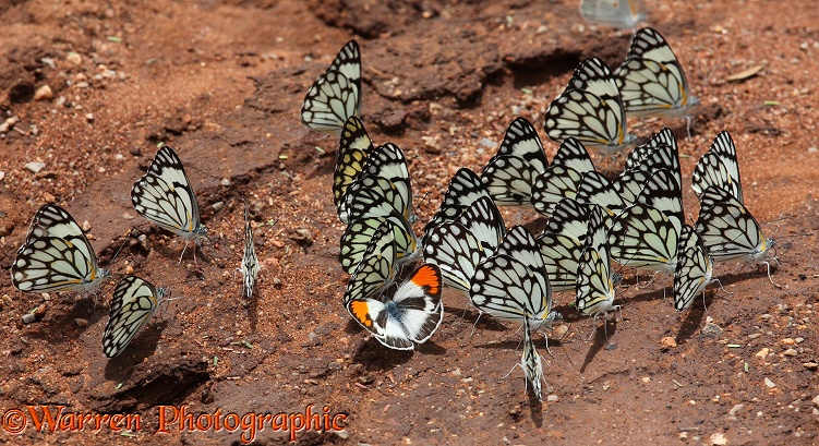 Butterflies of various species sucking mineral-rich moisture from damp earth