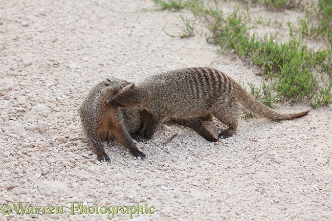 Banded Mongoose (Mungos mungo).  Africa