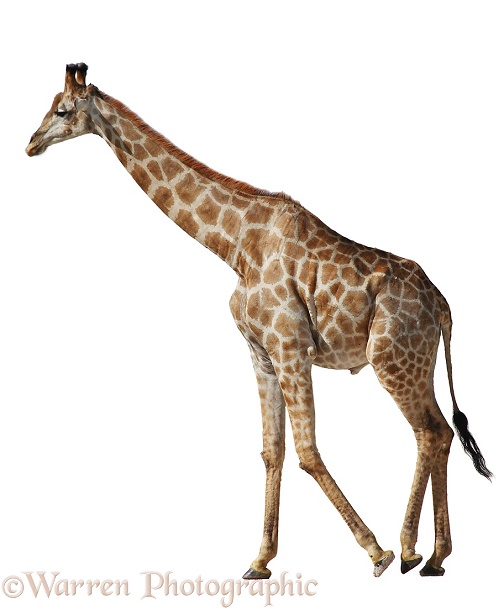 Giraffe (Giraffa camelopardalis).  Africa, white background