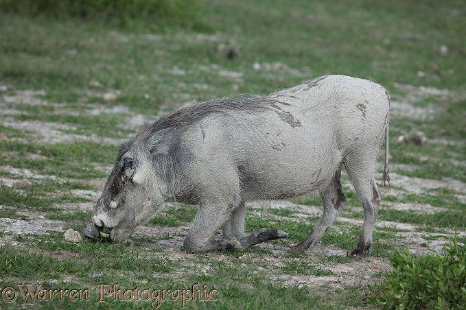 Warthog (Phacochoerus aethiopicus) grazing.  Africa