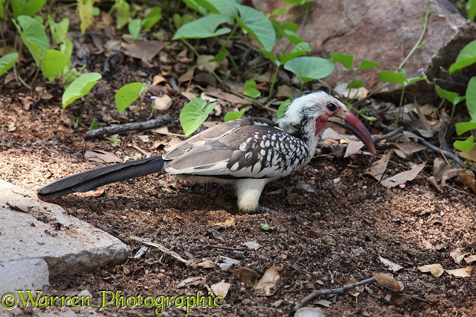 Monteiro's Hornbill (Tockus monteiri)