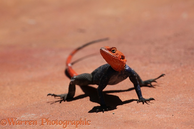 Namibian Rock Agama (Agama planiceps) male.  Southern Africa