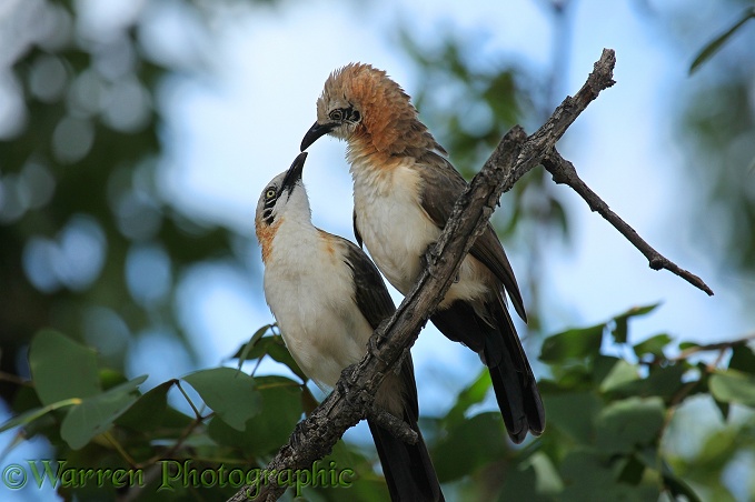 Bare-cheeked Babbler (Turdoides gymnogenys) mutual preening