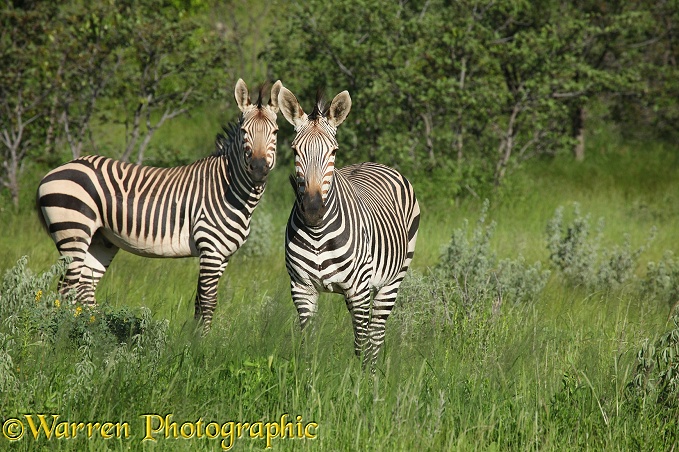 Hartmann's Mountain Zebra (Equus zebra).  Southern Africa