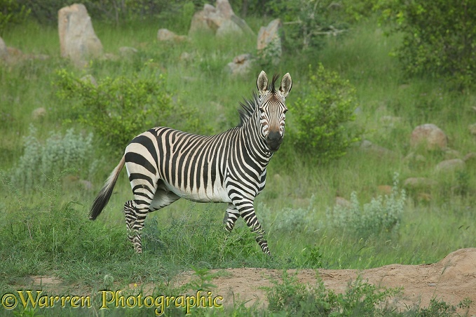 Hartmann's Mountain Zebra (Equus zebra).  Southern Africa