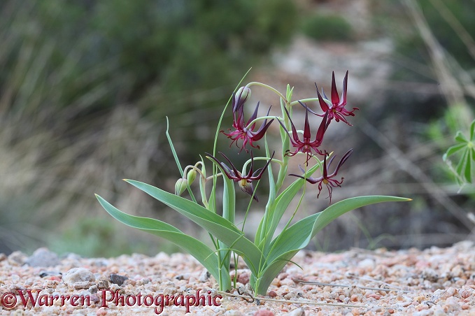 Miniature desert lily (unidentified) northern Namib Desert