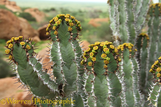 Euphorbia (Euphorbia virosa) in flower. Namib Desert