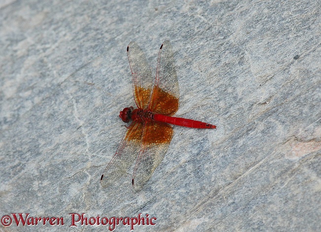 Orange-winged, or Rock Dropwing (Trithemis kirbyi)