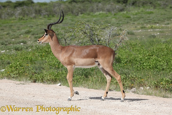 Impala (Aepyceros melampus) ram