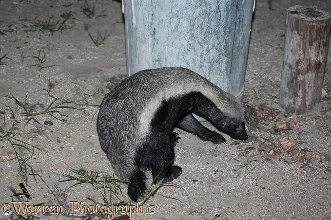 Honey Badger or Ratel (Mellivora capensis) raiding a dustbin at night