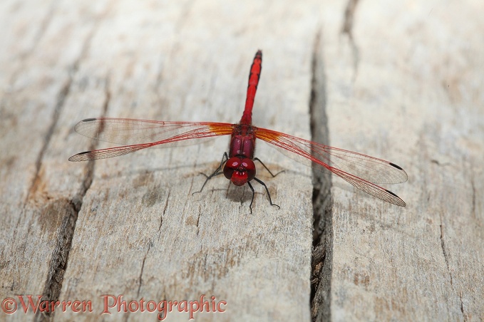 Monard's Dropwing Dragonfly (Trithemis monardi)