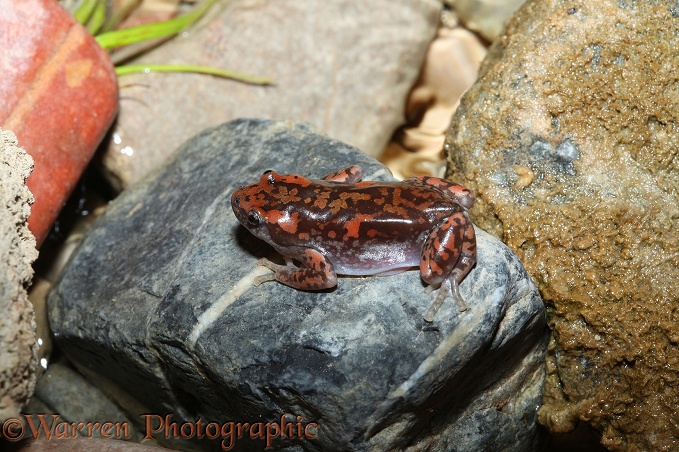 Rubber Frog (Phrynomerus species) male.  Southern Africa